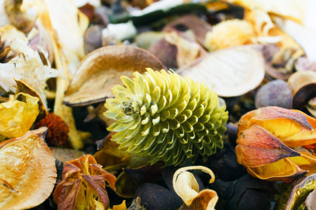  immortelles aromatic