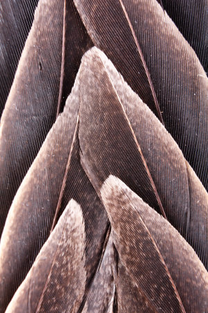 flag backgroundの写真素材