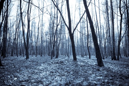 Beautiful quiet parkの写真素材