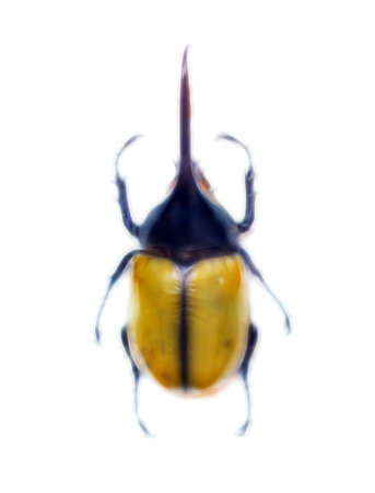 Exotoc beetle