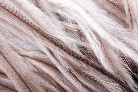 flag backgroundの写真素材