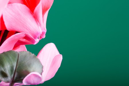 cyclamenの写真素材