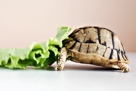 A tortoise eating the green leafの写真素材