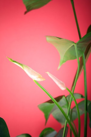 green plantの写真素材