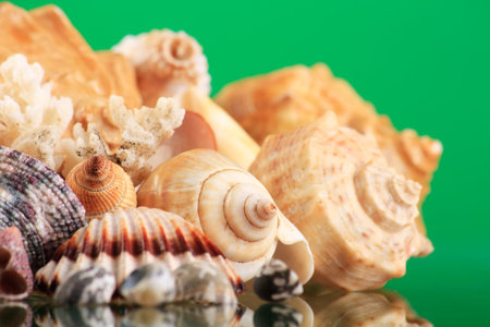 Seashells