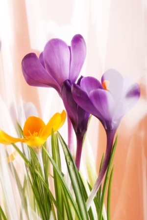 Rich spring flowers backgroundの写真素材