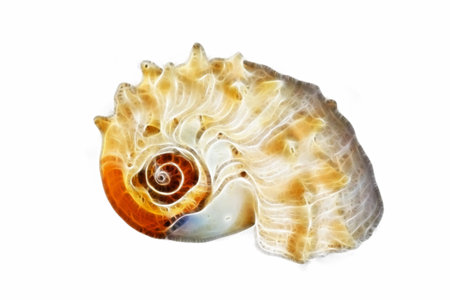 seashell