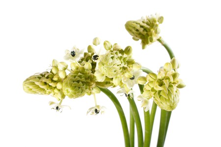 spring flowersの写真素材