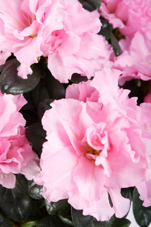 azaleaの写真素材