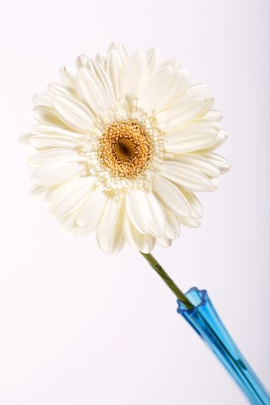 beautiful flowerの写真素材