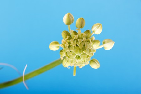 spring flowerの写真素材