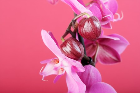 Orchidの写真素材