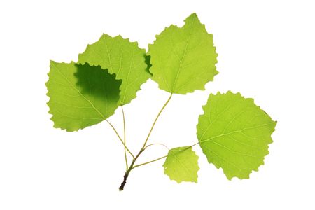 green leaf isolated on a whiteの写真素材