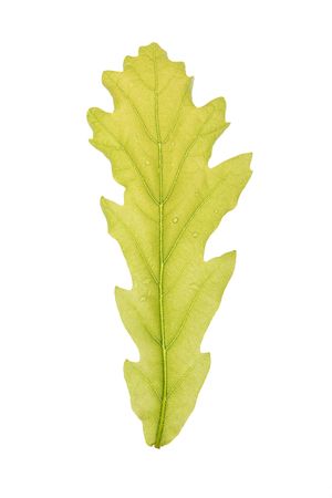 green leaf isolated on a whiteの写真素材