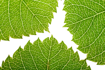 green leaves