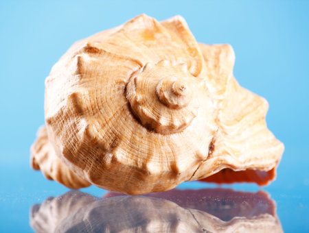 shell on the blue background