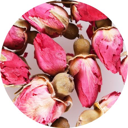 flowers of roseの写真素材