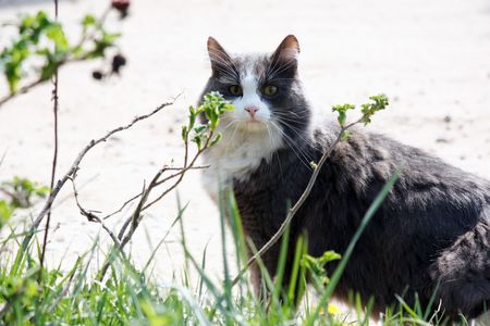 portrait of catの写真素材