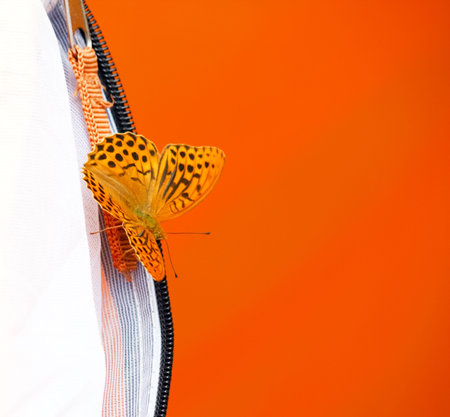 beautiful butterflyの写真素材