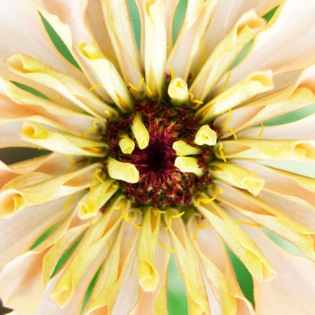 Macro of the center of a zinnia bloomの写真素材
