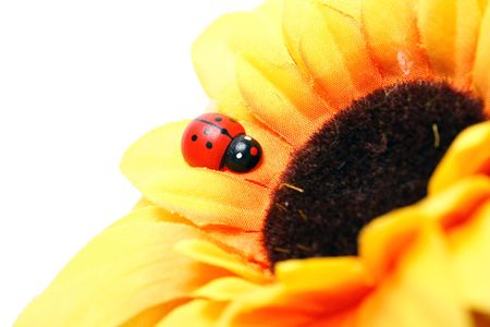ladybug on sunflowerの写真素材