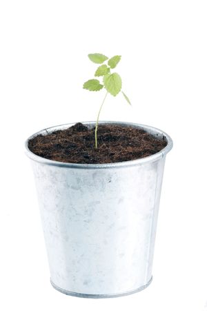  plant in flower potの写真素材