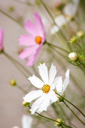 Flowers on meadow

の写真素材