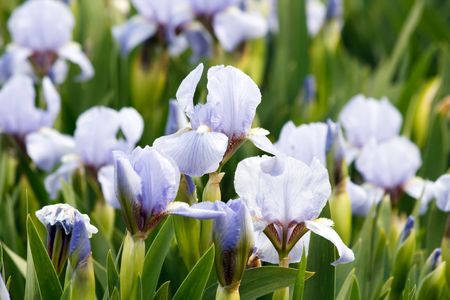 irises in a gardenの写真素材