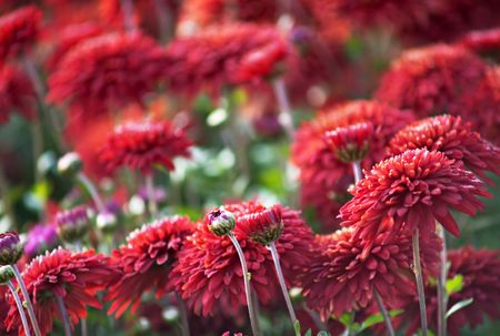 chrysanthemum flowersの写真素材