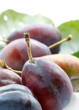 Plums on a white background
の写真素材