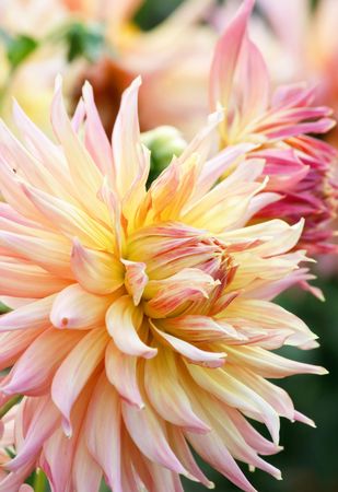   Closeup of colorful dahliasの写真素材