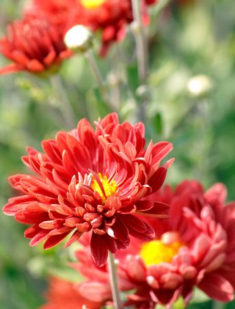 chrysanthemum flowers
の写真素材