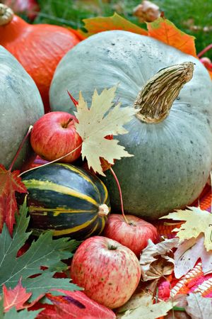   Harvested pumpkins with fall leavesの写真素材