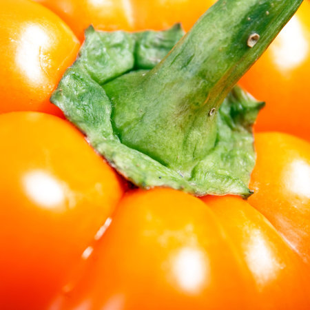  paprikaの写真素材