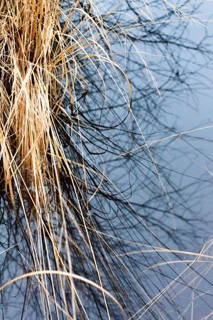 autumn bogの写真素材