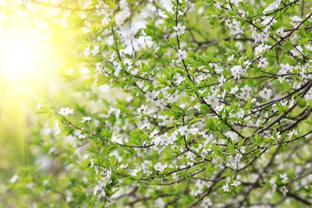 spring tree with flowersの写真素材