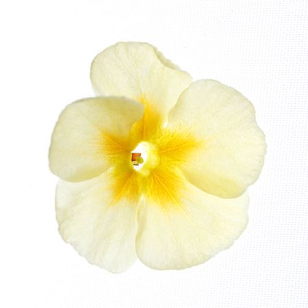 primula flowerの写真素材