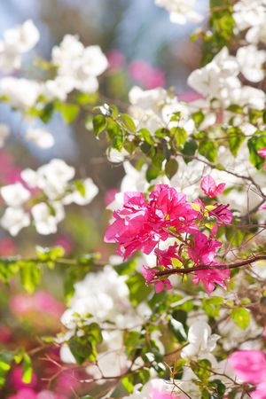 flowers in the garden
の写真素材