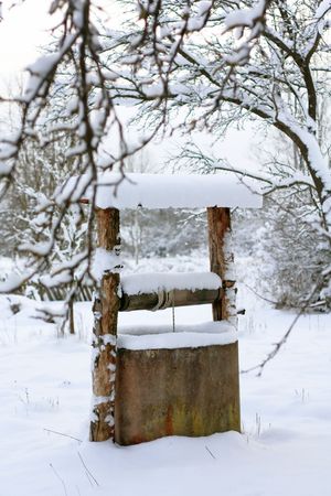   trees in snowの写真素材