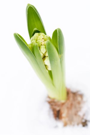 A young hyacinthの写真素材