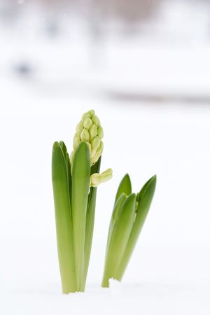 A young hyacinthの写真素材