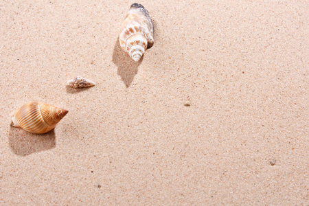 shells on sand