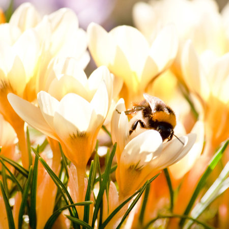  rich spring flowers