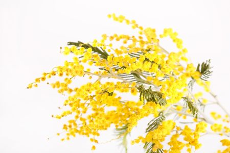 mimosa
の写真素材