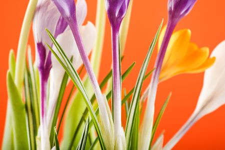 spring flowers
の写真素材