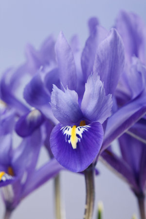 iris flowers