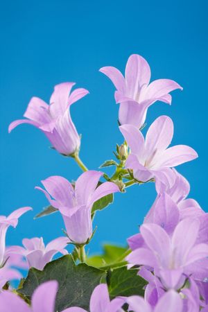 Blubell flowersの写真素材