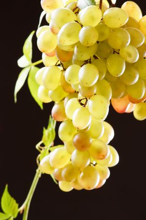 bunch of fresh grapes
の写真素材