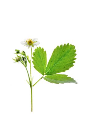 green leafの写真素材