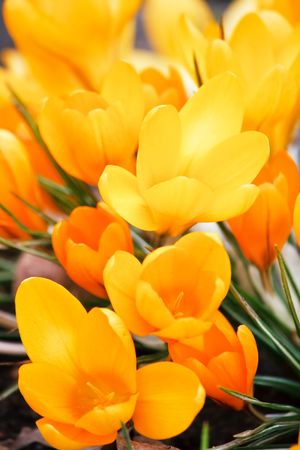 spring flowersの写真素材